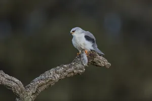 Black winged kite (Elanus caeruleus), Spain