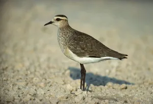 Black-winged Plover (Chettusia gregarius) adult