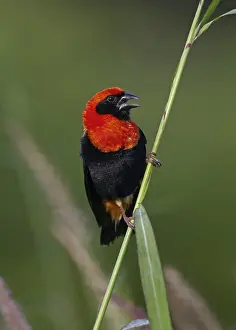 Black-winged red bishop (Euplectes hordeaceus) adult male