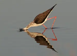 Black-winged Stilt or Common Stilt (Himantopus himantopus)