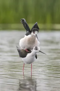 Black-winged Stilt (Himantopus himantopus)