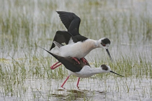 Black-winged Stilt (Himantopus himantopus)