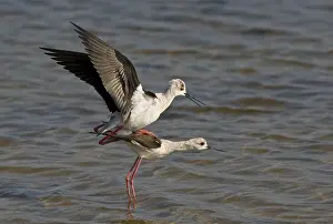 Black-winged stilt (Himantopus himantopus)