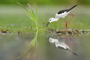 Black-winged Stilt (Himantopus himantopus)