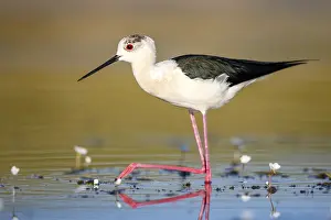 Black-winged stilt (Himantopus himantopus)