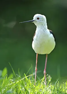 Black-winged Stilt (Himantopus himantopus)