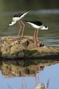 Black-winged Stilt (Himantopus himantopus)