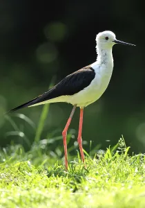 Black-winged Stilt (Himantopus himantopus)