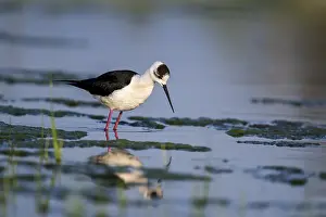 Black-winged Stilt (Himantopus himantopus)