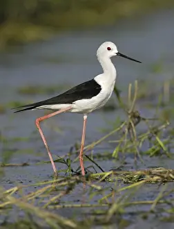 Black-winged Stilt (Himantopus himantopus)