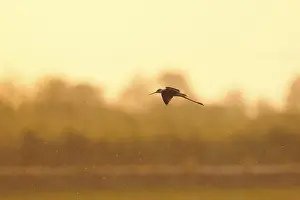 Black-winged stilt (Himantopus himantopus)
