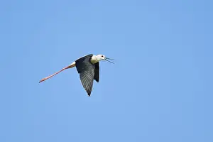 Black-winged stilt (Himantopus himantopus)