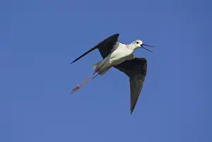 Black-winged Stilt (Himantopus himantopus)