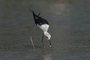 Black-winged Stilt (Himantopus himantopus)
