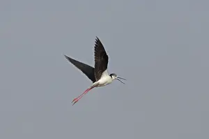 Black-winged Stilt (Himantopus himantopus)