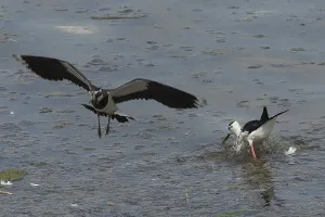 Black-winged Stilt (Himantopus himantopus)