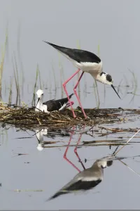 Black-winged Stilt (Himantopus himantopus)