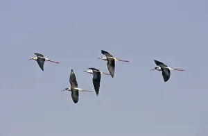 Black-winged Stilt (Himantopus himantopus)