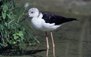 BLACK-WINGED STILT (himantopus himantopus)