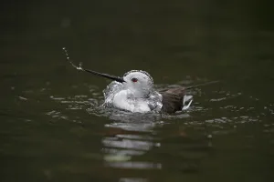 Black-Winged Stilt (himantopus himantopus)