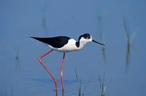 Black-winged Stilt (Himantopus himantopus)
