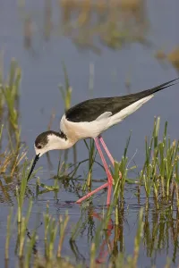 Black-winged Stilt (Himantopus himantopus)