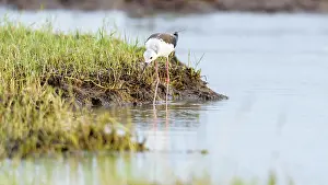 Category Wildlife DE Prints: Black-winged stilt or Himantopus himantopus