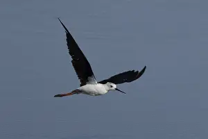Black winged stilt (Himantopus himantopus) adult bird in flight over a lagoon