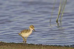 Black-winged Stilt (Himantopus himantopus) chick