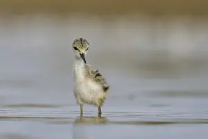 Black-winged Stilt (Himantopus himantopus) chick foraging