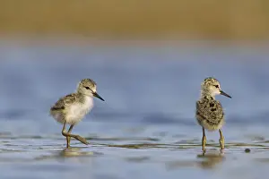 Black-winged Stilt (Himantopus himantopus) chicks foraging