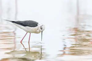 Black-winged stilt (Himantopus himantopus) feeding in a marsh