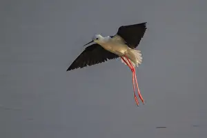 Black-winged Stilt (Himantopus himantopus) flying