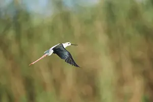 Black-winged stilt (Himantopus himantopus) flying above a rice field