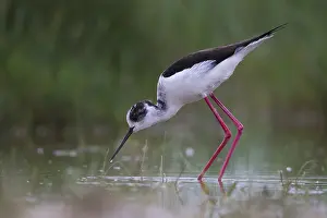 Black-winged Stilt (Himantopus himantopus) foraging