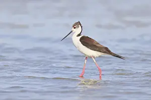 Black-winged Stilt (Himantopus himantopus) foraging in the shallow water of a lake shore