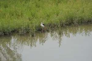 Black-winged Stilt, Himantopus himantopus, italy