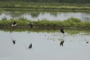 Black-winged Stilt, Himantopus himantopus, italy