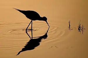 Black-winged Stilt (Himantopus himantopus) looking for food in the morning light