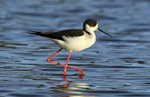 Black-winged Stilt (Himantopus himantopus) male foraging