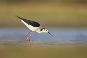 Black-winged Stilt (Himantopus himantopus) male foraging