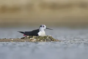 Black-winged Stilt (Himantopus himantopus) male on nest