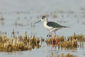 Black-winged Stilt (Himantopus himantopus) Male standing in shallow water