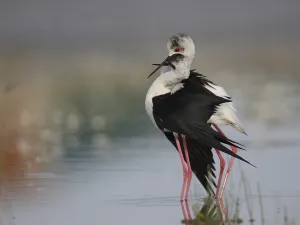 Black-winged Stilt (Himantopus himantopus) pair displaying