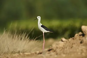 Black-winged stilt (Himantopus himantopus) standing on the ground