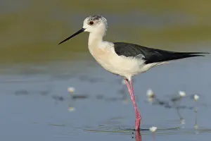 Black-winged Stilt (Himantopus himantopus) standing in shallow water