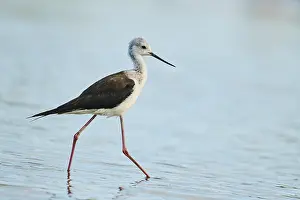 Black-winged stilt (Himantopus himantopus) walking in the water