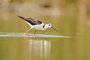 Black-winged stilt (Himantopus himantopus) walking in the water
