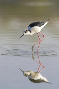 Black winged stilt reflecting in a pond