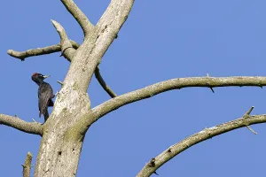 Black woodpecker (Dryocopus martius)